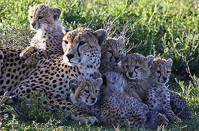 Cheetah