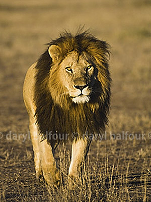 Male lion