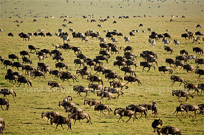 Wildebeest herd