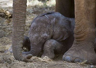 Calf sleeping