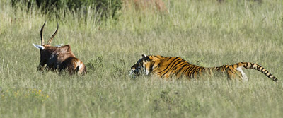 Tiger hunting