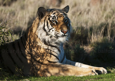 Tiger male