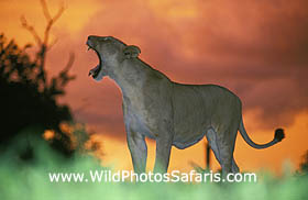 Lion